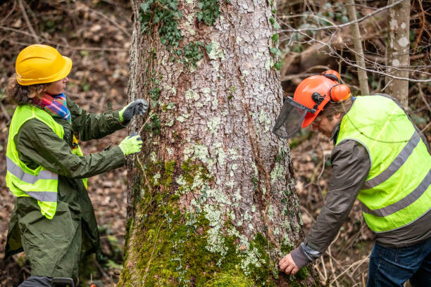 Best Fruit Tree Pruning  in Raven, VA