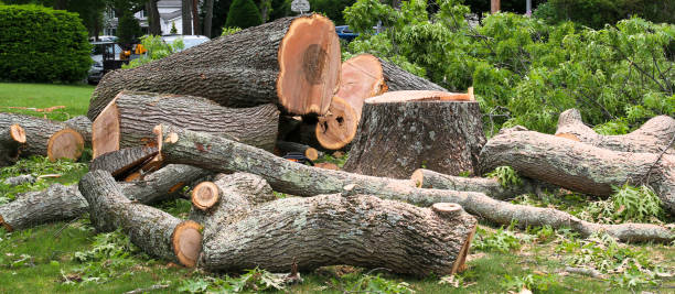 Best Tree Preservation Services  in Raven, VA