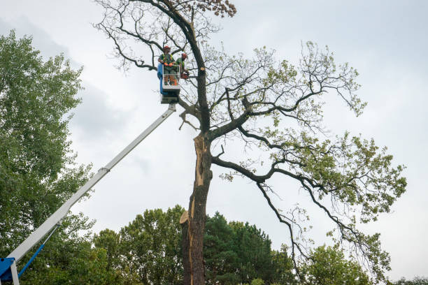 Best Arborist Consultation Services  in Raven, VA