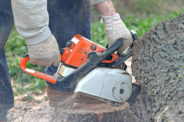 Best Tree Removal  in Raven, VA