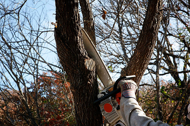 Best Emergency Tree Removal  in Raven, VA