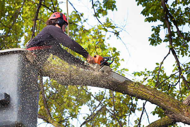 Best Palm Tree Trimming  in Raven, VA